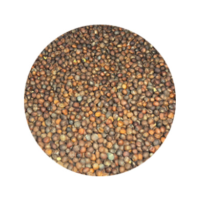 Broccoli seed water extract prod