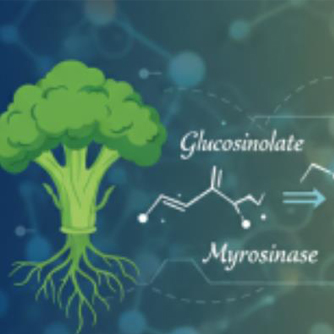 Report on the efficacy of Glucor